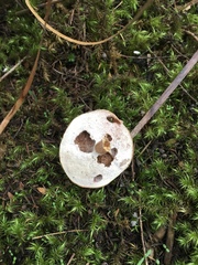 Fistulinella viscida