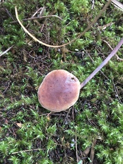 Fistulinella viscida