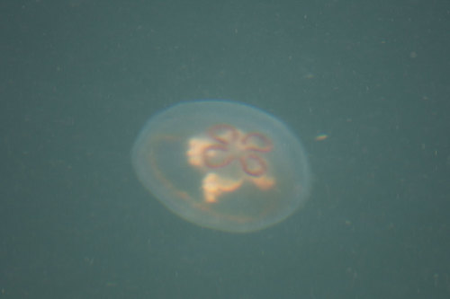 Brown-rimmed Moon Jelly (Aurelia limbata), a species recorded in Alaska