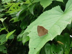 Surendra quercetorum