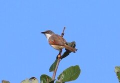 Red-Winged Warbler photo 4