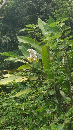 Image of Alpinia hainanensis by (c) Ben Jobson, some rights reserved (CC BY)