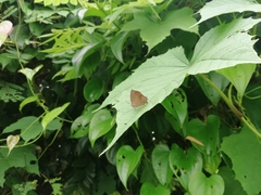 Surendra quercetorum