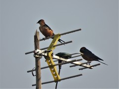 Cecropis senegalensis