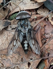 Tabanus trimaculatus