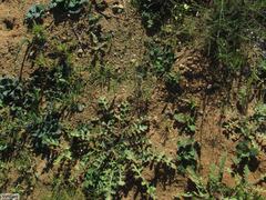 Heliophila variabilis