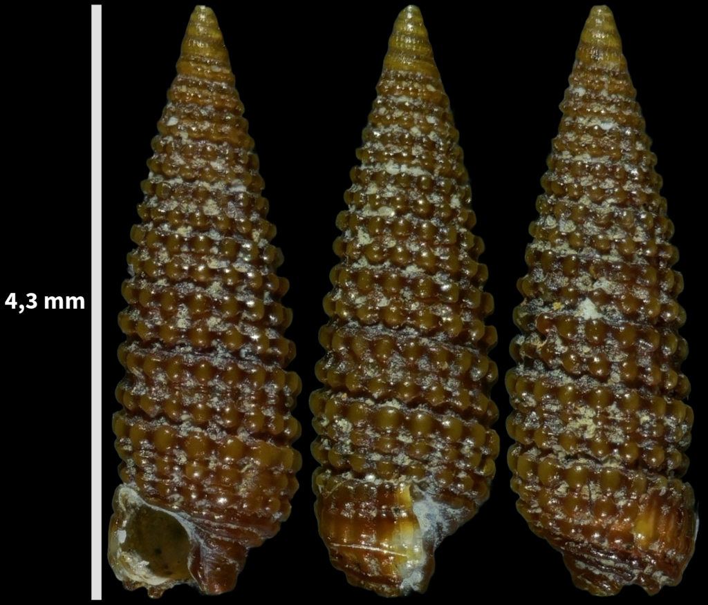 reversed needle-whelk