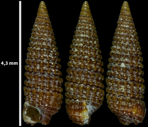reversed needle-whelk