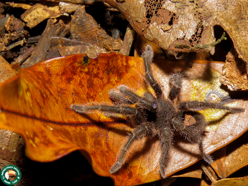 Tmesiphantes obesus