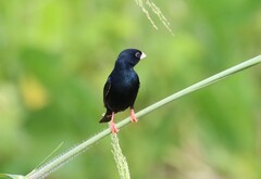 Zambezi Indigobird photo 1