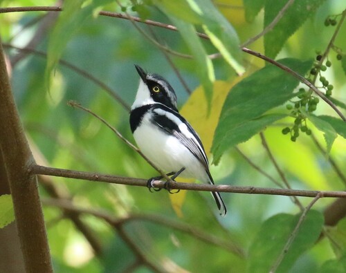 iNaturalist image