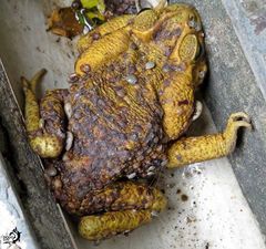 Amblyomma rotundatum