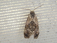 Cochylis