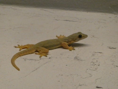 Flat-tailed House Gecko, photo 3 of 7