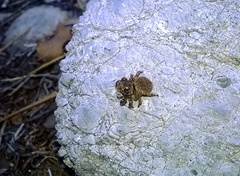 Attulus distinguendus