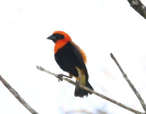 Black-winged Bishop