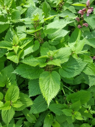Image of Lamium orvala by no rights reserved