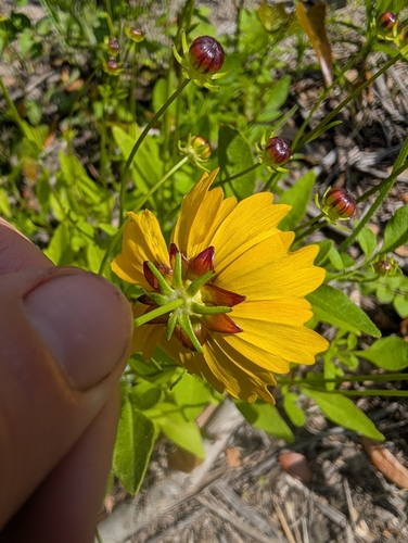 Image of Coreopsis basalis by no rights reserved