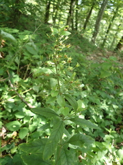 Lysimachia verticillaris