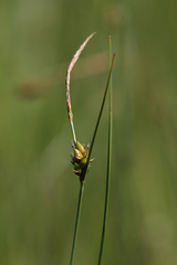 Carex oligosperma