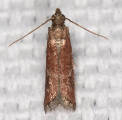 Varneria atrifasciella