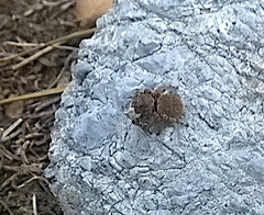 Attulus distinguendus