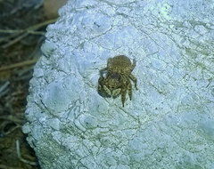 Attulus distinguendus