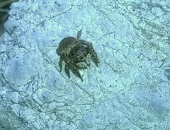 Attulus distinguendus