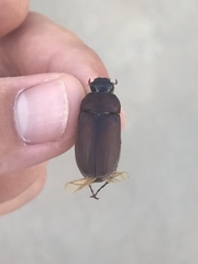 Phyllophaga submucida