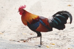 Gallus gallus murghi