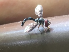 Pelecinobaccha costata