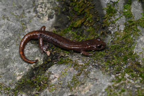 Wintu Shasta Salamander, Hydromantes wintu