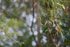 Phimenes flavopictus flavopictus