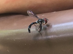 Pelecinobaccha costata