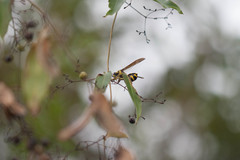 Phimenes flavopictus flavopictus