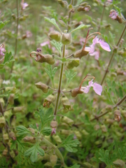 Teucrium botrys