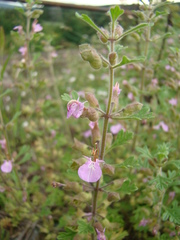 Teucrium botrys