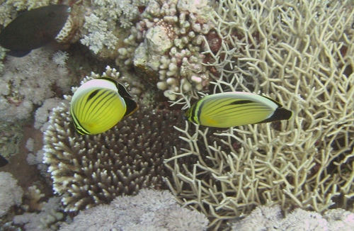 Exquisite Butterflyfish — seen at this dive site