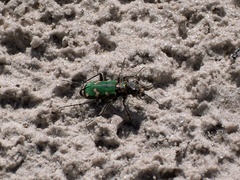 Cicindela soluta