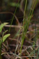 Carex livida