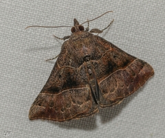 Hypena deceptalis