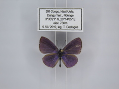 Pseudonacaduba sichela sichela