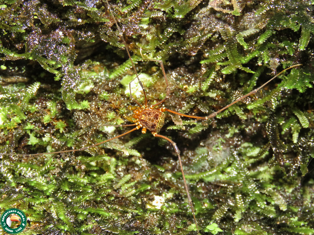 daddy longlegs