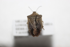Euschistus biformis