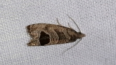 Notocelia uddmanniana