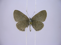 Pseudonacaduba sichela sichela