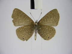 Pseudonacaduba sichela sichela