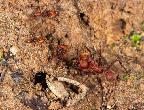 Leafcutter ant