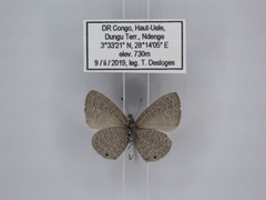 Pseudonacaduba sichela sichela