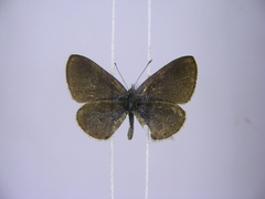 Pseudonacaduba sichela sichela